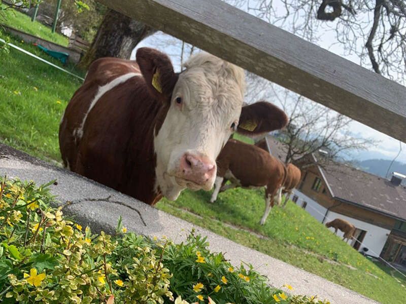 Kühe am Bauernhof Mayrhof