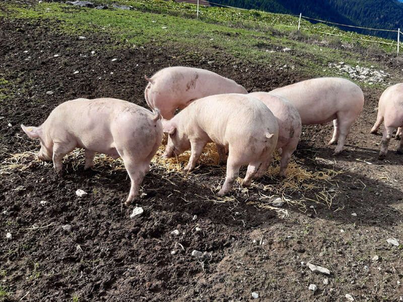 Schweine am Bauernhof Mayrhof